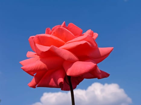 Pink,Rose,Focus variety