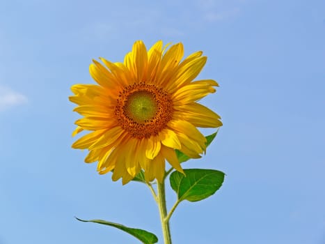 Helianthus,Sunflower