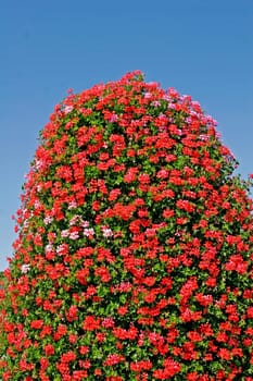 Pelargonium,pelargoniums,geraniums