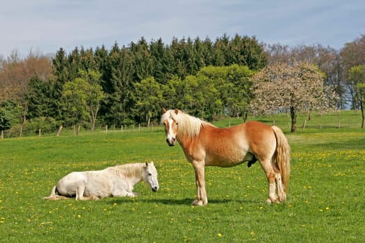 Horses in the Osnabrück region