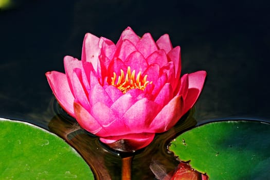 Nymphaea hybrid,water lily,pond lily
