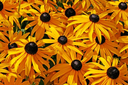 Rudbeckia hirta,Coneflower