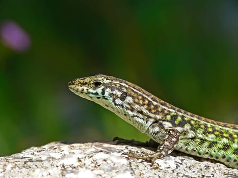 Podacris sicula, Ruineneidechse