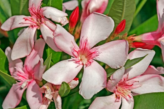 Nerium oleander,oleander flowers