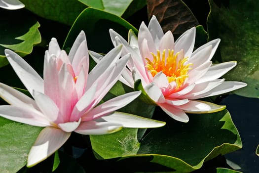 Nymphaea hybrid,water lily,pond lily