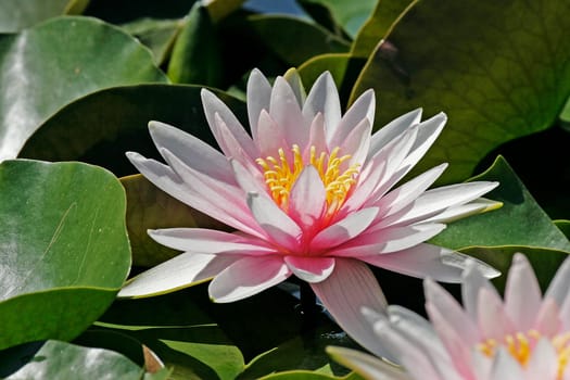 Nymphaea hybrid,water lily,pond lily
