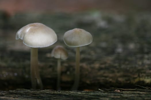 Schnecklinge on rotten wood