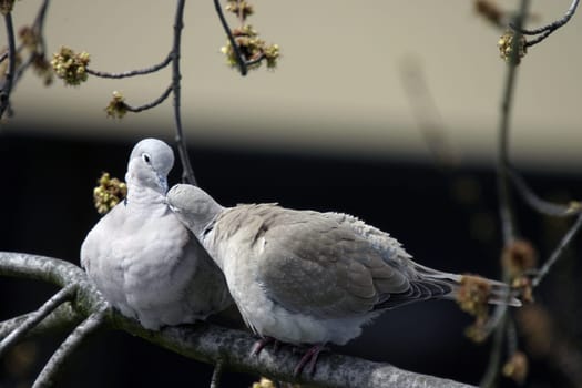 The original range of the Turkish pigeon ranged from European Turkey to Japan (it is the heraldic animal of the Japanese prefecture of Saitama).  In the 1930s,the spectacular spread of Turkish pigeons to Europe began. S