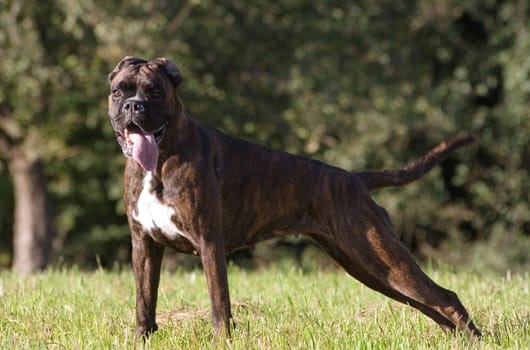 Boxer in stretched stand position