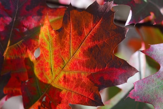 Autumn Colours 04