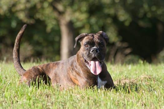 Boxer in the square on a meadow