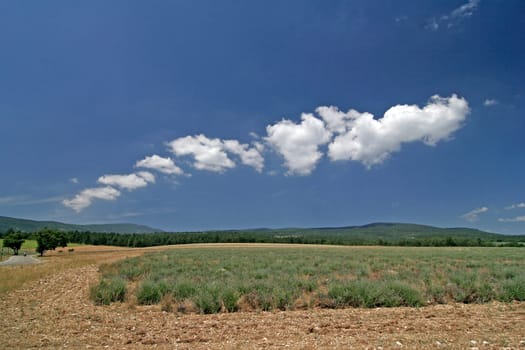 Landscape at Mont Ventoux,Provence