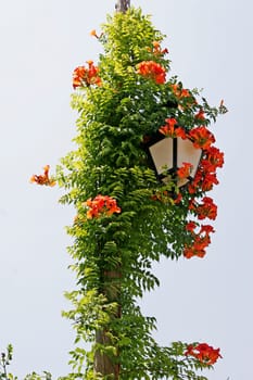 Goult,lantern with flowers,Provence