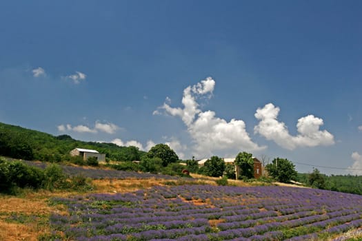 Lavender fields near Sault,Provence