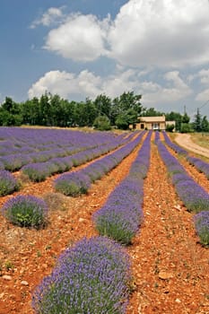 Lavender flowers near Sault,Provence