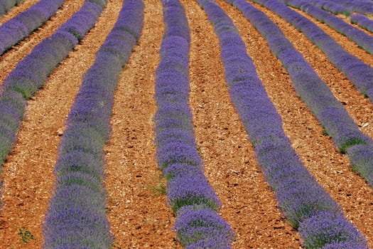 Lavender fields near Sault,Provence
