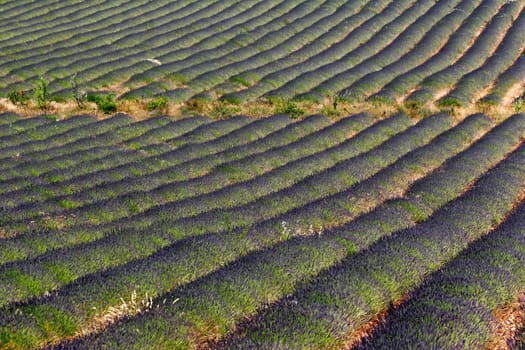 Lavender fields near Sault,Provence