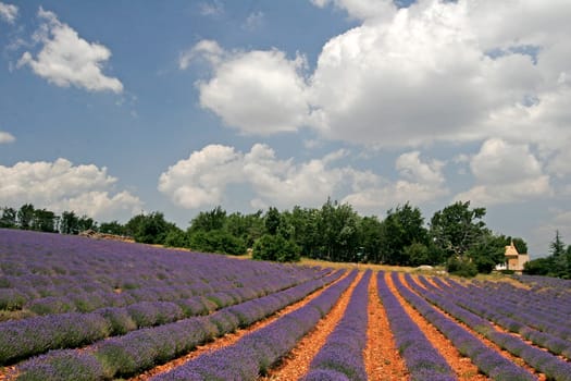Lavender fields near Sault,Provence