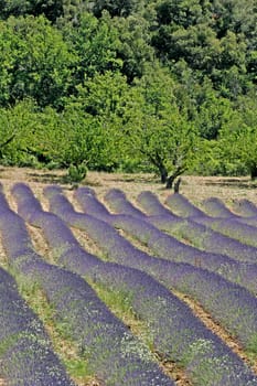 near Croagnes,lavender fields,Provence