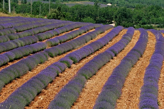 Lavender fields near Sault,Provence
