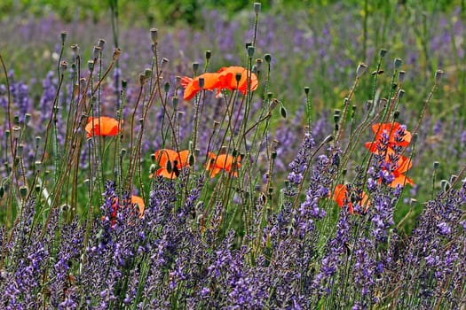 Lavender near Senanque,Provence