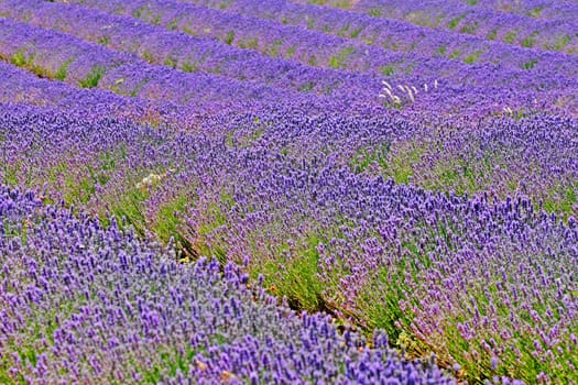 Lavender blossom near Sault,Provence