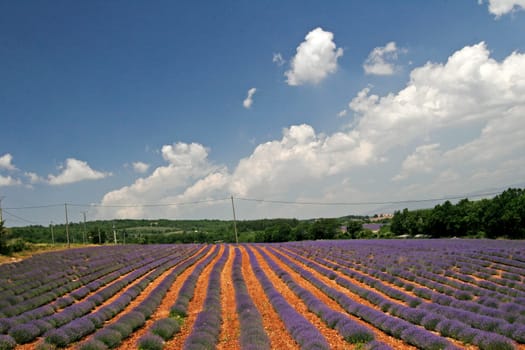 Lavender fields near Sault,Provence