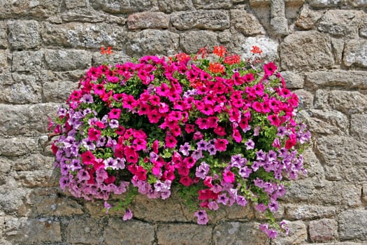 Plouharnel,petunia mix,petunia
