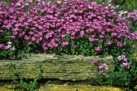 Aubrieta deltoidea,Blue Cushion,Wall