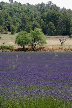 Rustrel,lavender field,Provence