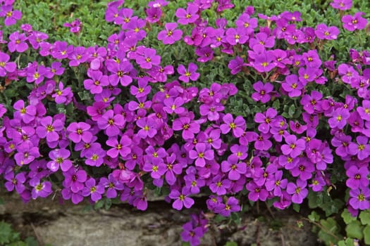 Aubrieta hybrid,blue cushion