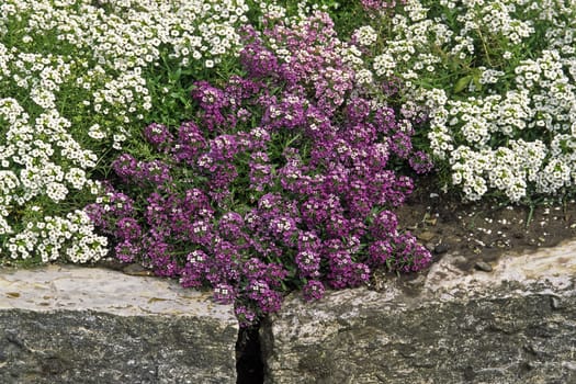 Alyssum maritinum,golf mix