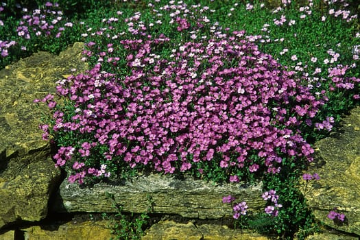 Aubrieta deltoidea,Blue Cushion,Wall