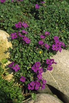 Aubrieta hybrid,blue cushion