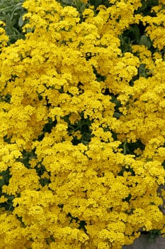 Alyssum saxatile,ssp. preismannii