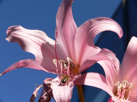 Crinum asiaticum,Amaryllus family