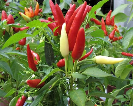 Hot peppers 2