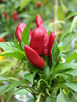 Hot peppers 1