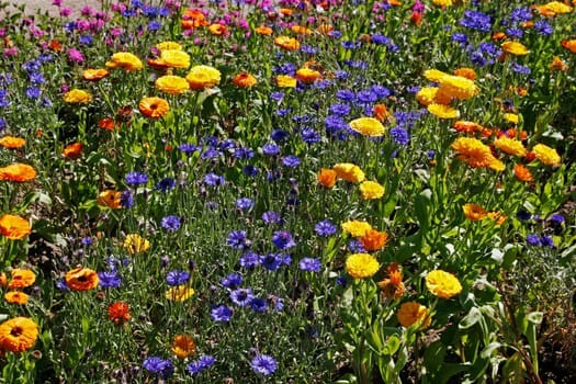 Summer flower meadow with cornflowers