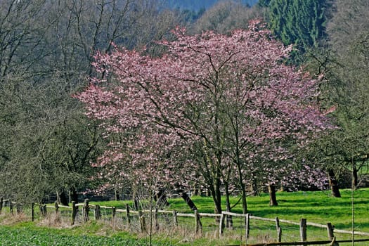 Prunus,Japanese ornamental cherry,spring