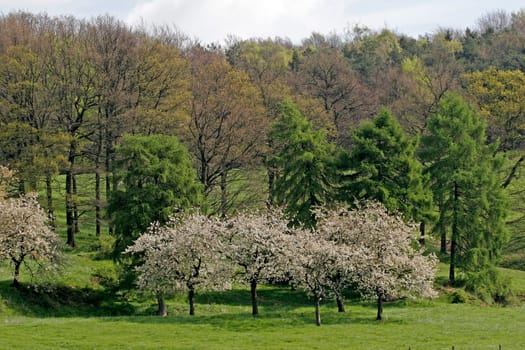 Kirschbaumblüte im Osnabrücker Land