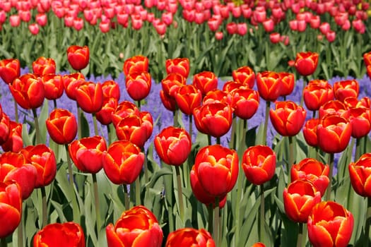 Triumph tulip,Tanca Filler variety