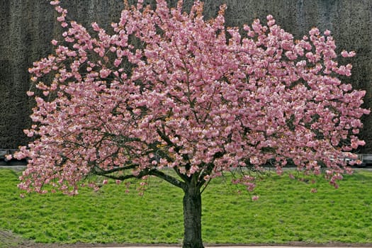 Prunus,Japanese cherry tree
