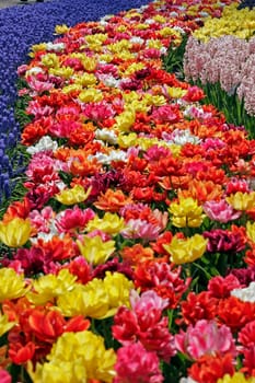 Tulipa,Double Early Tulip (Mix)