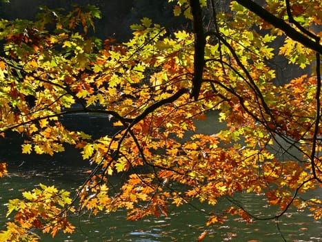 Red oak in autumn