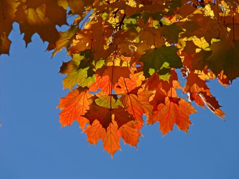 Norway maple,autumn leaves