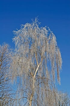 Birch with hoarfrost,birch,betula