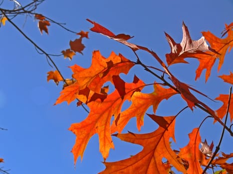 Quercusia rubra,American red oak