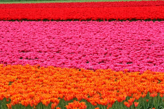 Tulip field near Wassenaar,Holland