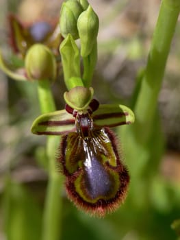 Ophrys ciliata